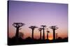 Madagascar, Morondava, Baobab Alley, Adansonia Grandidieri at Sunset-Anthony Asael-Stretched Canvas