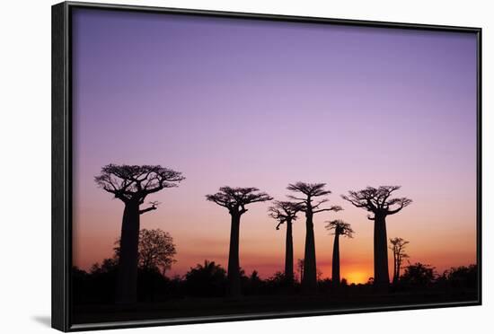 Madagascar, Morondava, Baobab Alley, Adansonia Grandidieri at Sunset-Anthony Asael-Framed Photographic Print