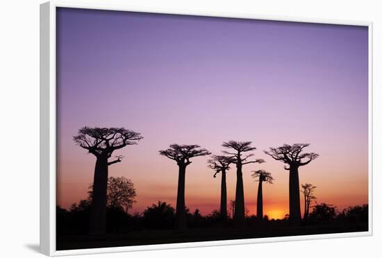 Madagascar, Morondava, Baobab Alley, Adansonia Grandidieri at Sunset-Anthony Asael-Framed Photographic Print