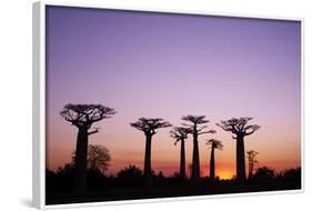 Madagascar, Morondava, Baobab Alley, Adansonia Grandidieri at Sunset-Anthony Asael-Framed Photographic Print