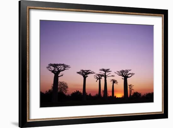 Madagascar, Morondava, Baobab Alley, Adansonia Grandidieri at Sunset-Anthony Asael-Framed Photographic Print