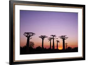 Madagascar, Morondava, Baobab Alley, Adansonia Grandidieri at Sunset-Anthony Asael-Framed Photographic Print