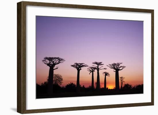 Madagascar, Morondava, Baobab Alley, Adansonia Grandidieri at Sunset-Anthony Asael-Framed Photographic Print