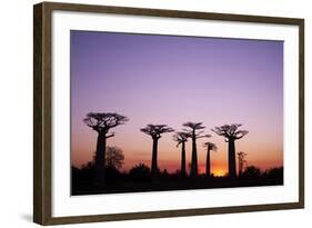 Madagascar, Morondava, Baobab Alley, Adansonia Grandidieri at Sunset-Anthony Asael-Framed Photographic Print