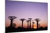 Madagascar, Morondava, Baobab Alley, Adansonia Grandidieri at Sunset-Anthony Asael-Mounted Photographic Print