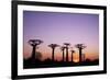 Madagascar, Morondava, Baobab Alley, Adansonia Grandidieri at Sunset-Anthony Asael-Framed Photographic Print