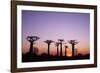 Madagascar, Morondava, Baobab Alley, Adansonia Grandidieri at Sunset-Anthony Asael-Framed Photographic Print