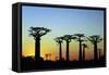 Madagascar, Morondava, Baobab Alley, Adansonia Grandidieri at Sunset-Anthony Asael-Framed Stretched Canvas