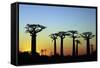 Madagascar, Morondava, Baobab Alley, Adansonia Grandidieri at Sunset-Anthony Asael-Framed Stretched Canvas