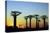 Madagascar, Morondava, Baobab Alley, Adansonia Grandidieri at Sunset-Anthony Asael-Stretched Canvas