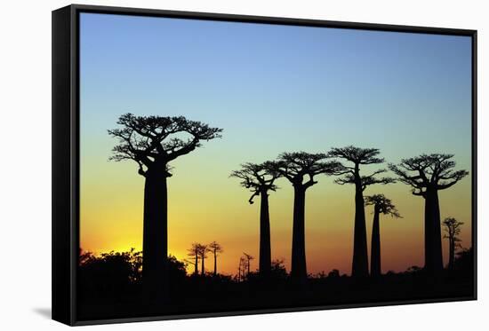 Madagascar, Morondava, Baobab Alley, Adansonia Grandidieri at Sunset-Anthony Asael-Framed Stretched Canvas