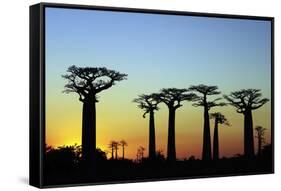 Madagascar, Morondava, Baobab Alley, Adansonia Grandidieri at Sunset-Anthony Asael-Framed Stretched Canvas