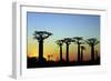 Madagascar, Morondava, Baobab Alley, Adansonia Grandidieri at Sunset-Anthony Asael-Framed Photographic Print