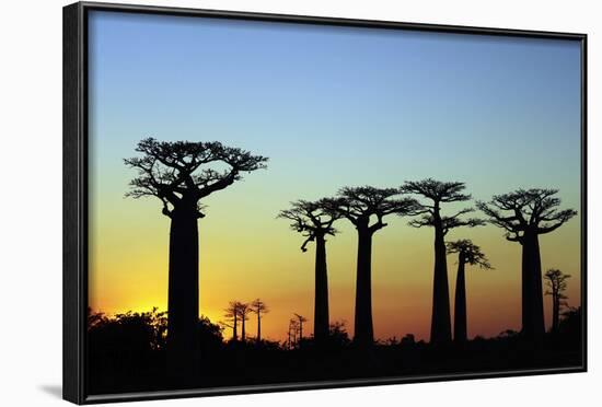 Madagascar, Morondava, Baobab Alley, Adansonia Grandidieri at Sunset-Anthony Asael-Framed Photographic Print