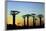 Madagascar, Morondava, Baobab Alley, Adansonia Grandidieri at Sunset-Anthony Asael-Framed Photographic Print