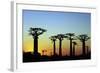 Madagascar, Morondava, Baobab Alley, Adansonia Grandidieri at Sunset-Anthony Asael-Framed Photographic Print