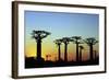 Madagascar, Morondava, Baobab Alley, Adansonia Grandidieri at Sunset-Anthony Asael-Framed Photographic Print