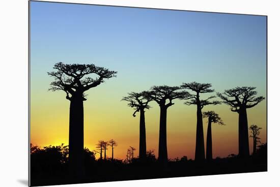 Madagascar, Morondava, Baobab Alley, Adansonia Grandidieri at Sunset-Anthony Asael-Mounted Photographic Print