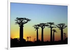 Madagascar, Morondava, Baobab Alley, Adansonia Grandidieri at Sunset-Anthony Asael-Framed Photographic Print