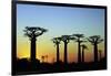 Madagascar, Morondava, Baobab Alley, Adansonia Grandidieri at Sunset-Anthony Asael-Framed Photographic Print