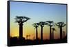 Madagascar, Morondava, Baobab Alley, Adansonia Grandidieri at Sunset-Anthony Asael-Framed Stretched Canvas