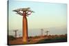 Madagascar, Morondava, Baobab Alley, Adansonia Grandidieri at Sunset-Anthony Asael-Stretched Canvas