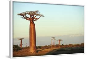 Madagascar, Morondava, Baobab Alley, Adansonia Grandidieri at Sunset-Anthony Asael-Framed Photographic Print