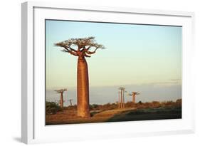 Madagascar, Morondava, Baobab Alley, Adansonia Grandidieri at Sunset-Anthony Asael-Framed Photographic Print