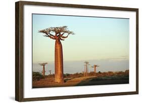 Madagascar, Morondava, Baobab Alley, Adansonia Grandidieri at Sunset-Anthony Asael-Framed Photographic Print