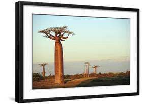 Madagascar, Morondava, Baobab Alley, Adansonia Grandidieri at Sunset-Anthony Asael-Framed Photographic Print