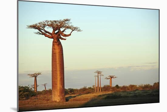 Madagascar, Morondava, Baobab Alley, Adansonia Grandidieri at Sunset-Anthony Asael-Mounted Photographic Print