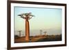 Madagascar, Morondava, Baobab Alley, Adansonia Grandidieri at Sunset-Anthony Asael-Framed Photographic Print