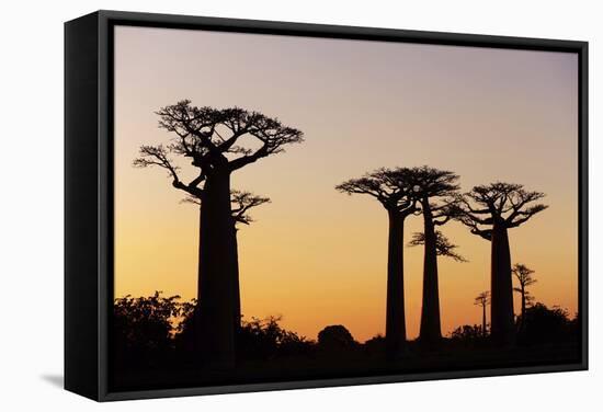 Madagascar, Morondava, Baobab Alley, Adansonia Grandidieri at Sunset-Anthony Asael-Framed Stretched Canvas