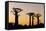 Madagascar, Morondava, Baobab Alley, Adansonia Grandidieri at Sunset-Anthony Asael-Framed Stretched Canvas