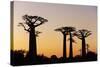 Madagascar, Morondava, Baobab Alley, Adansonia Grandidieri at Sunset-Anthony Asael-Stretched Canvas