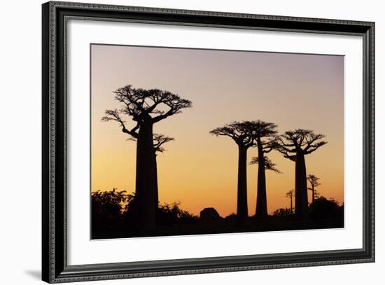 Madagascar, Morondava, Baobab Alley, Adansonia Grandidieri at Sunset-Anthony Asael-Framed Photographic Print