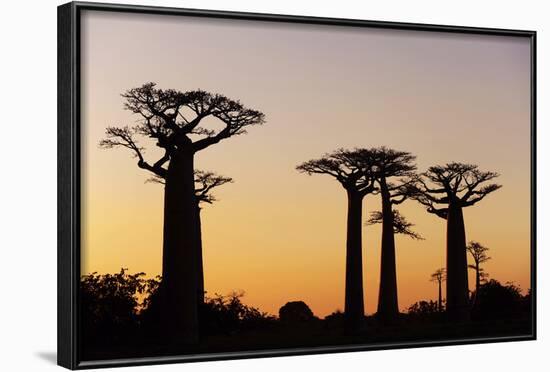 Madagascar, Morondava, Baobab Alley, Adansonia Grandidieri at Sunset-Anthony Asael-Framed Photographic Print