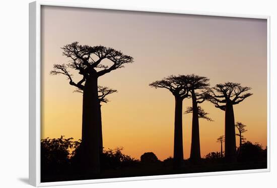 Madagascar, Morondava, Baobab Alley, Adansonia Grandidieri at Sunset-Anthony Asael-Framed Photographic Print