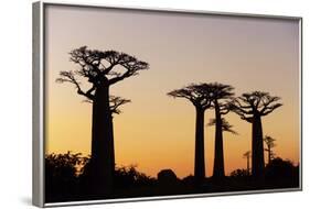 Madagascar, Morondava, Baobab Alley, Adansonia Grandidieri at Sunset-Anthony Asael-Framed Photographic Print