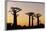 Madagascar, Morondava, Baobab Alley, Adansonia Grandidieri at Sunset-Anthony Asael-Framed Photographic Print