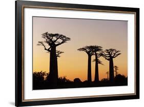 Madagascar, Morondava, Baobab Alley, Adansonia Grandidieri at Sunset-Anthony Asael-Framed Photographic Print