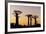 Madagascar, Morondava, Baobab Alley, Adansonia Grandidieri at Sunset-Anthony Asael-Framed Photographic Print