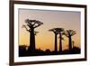 Madagascar, Morondava, Baobab Alley, Adansonia Grandidieri at Sunset-Anthony Asael-Framed Photographic Print