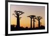 Madagascar, Morondava, Baobab Alley, Adansonia Grandidieri at Sunset-Anthony Asael-Framed Photographic Print