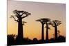 Madagascar, Morondava, Baobab Alley, Adansonia Grandidieri at Sunset-Anthony Asael-Mounted Photographic Print