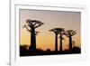 Madagascar, Morondava, Baobab Alley, Adansonia Grandidieri at Sunset-Anthony Asael-Framed Photographic Print