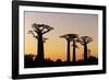 Madagascar, Morondava, Baobab Alley, Adansonia Grandidieri at Sunset-Anthony Asael-Framed Photographic Print