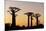 Madagascar, Morondava, Baobab Alley, Adansonia Grandidieri at Sunset-Anthony Asael-Mounted Photographic Print