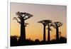 Madagascar, Morondava, Baobab Alley, Adansonia Grandidieri at Sunset-Anthony Asael-Framed Photographic Print