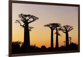 Madagascar, Morondava, Baobab Alley, Adansonia Grandidieri at Sunset-Anthony Asael-Framed Photographic Print